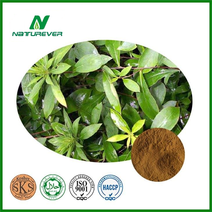 Senna Leaf Extract Powder