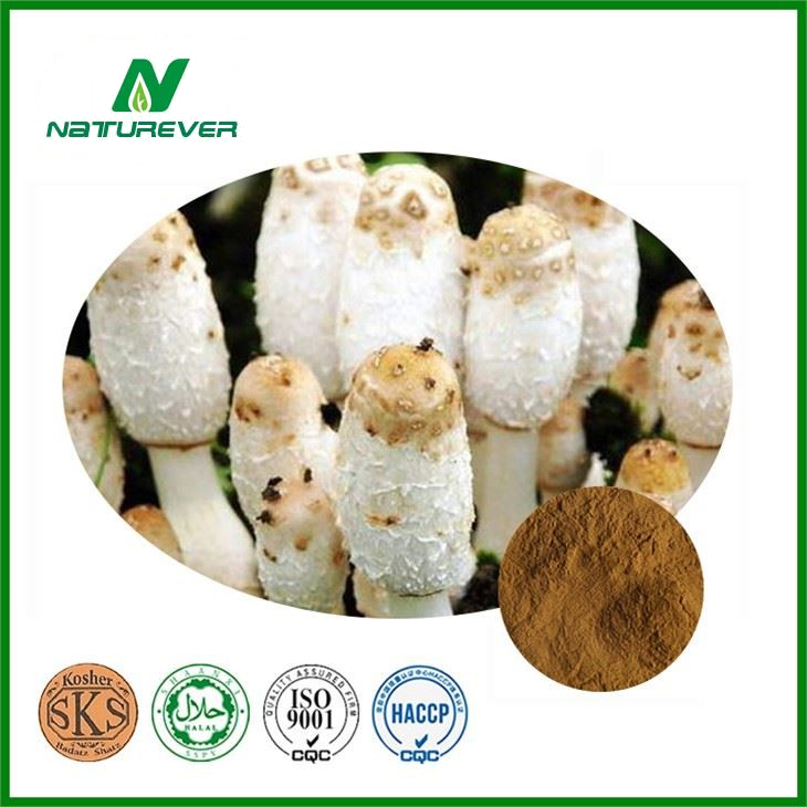 Shaggy Mane Mushroom Extract