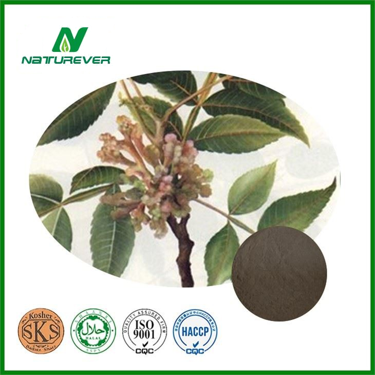 Rhus Chinensis Extract