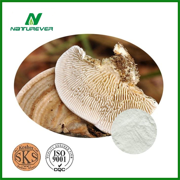 Trametes Betulina Extract