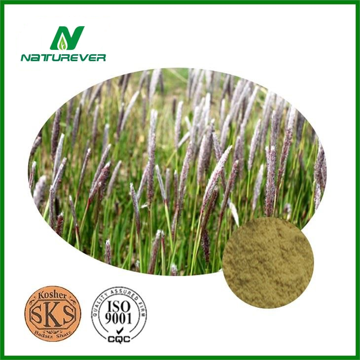 Couch Grass Root Extract
