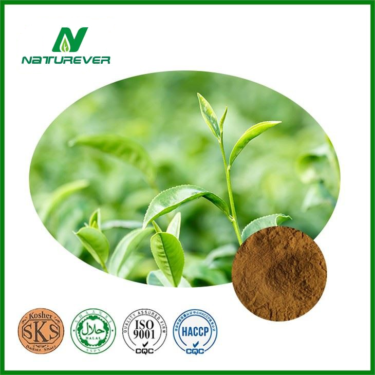 Green Tea Extract Powder