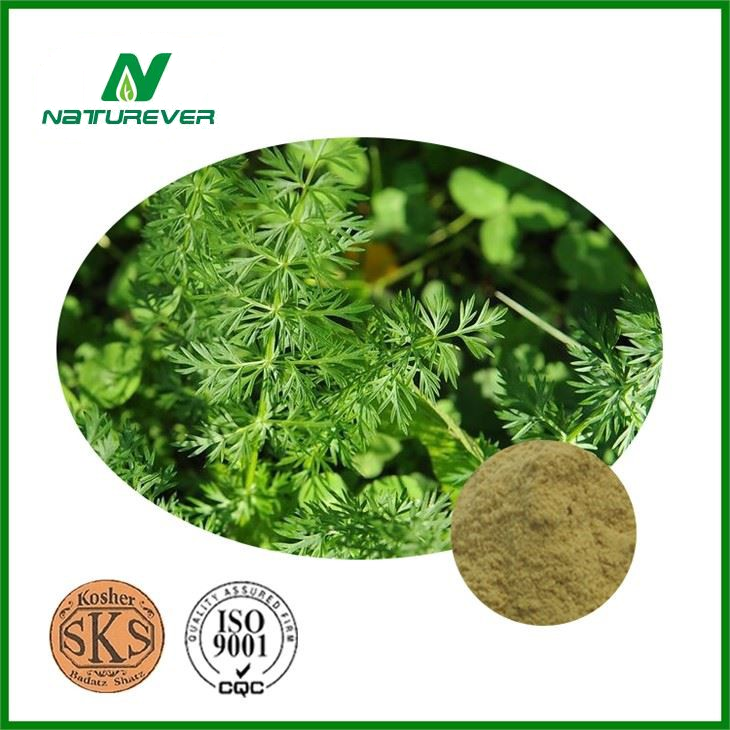 Caraway Seed Extract