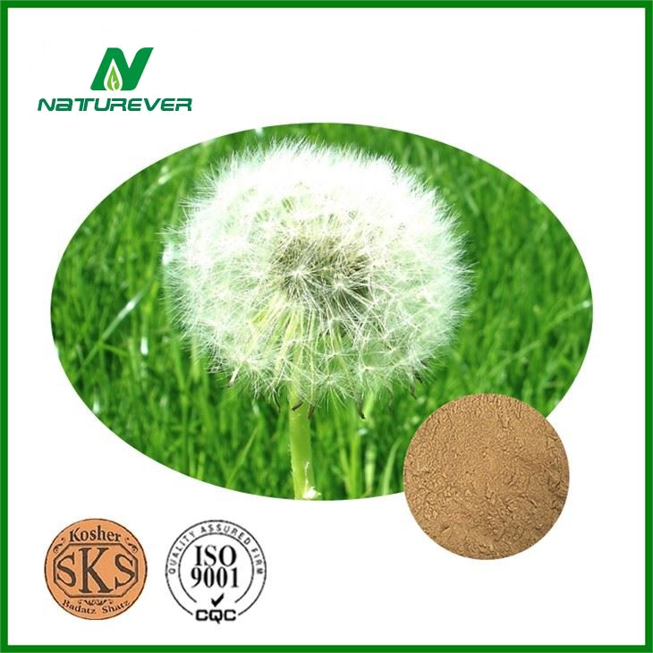 Dandelion Extract Powder