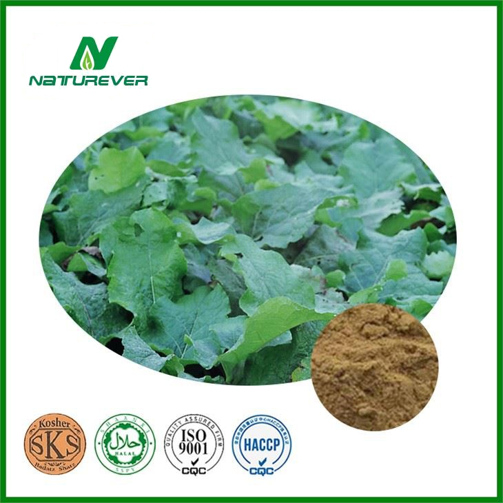Burdock Root Extract Powder