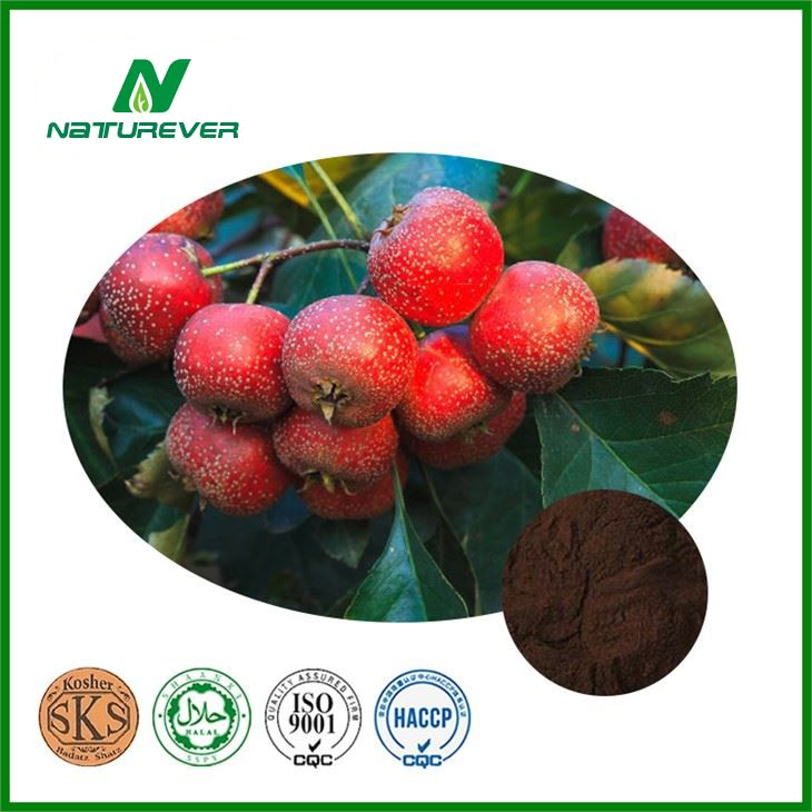 Hawthorn Extract Powder