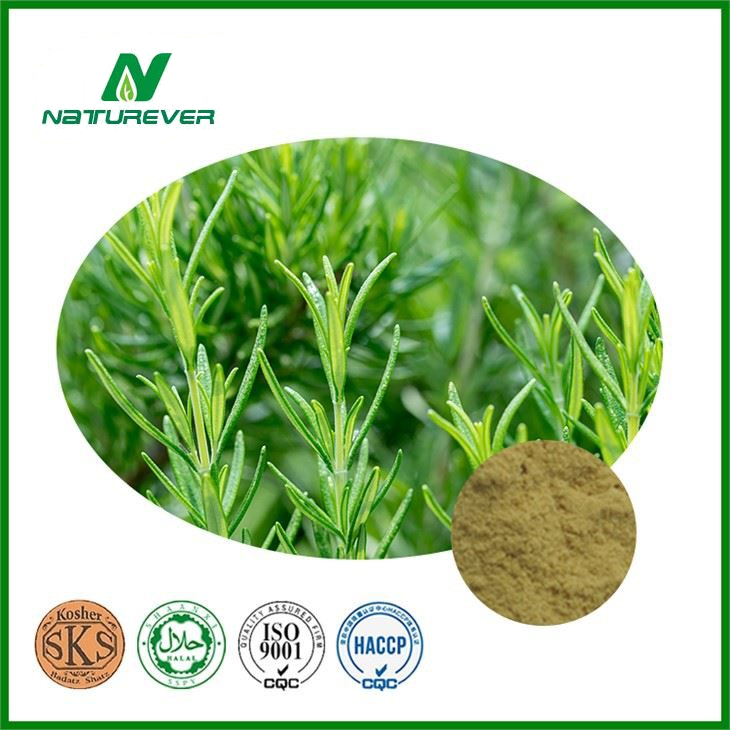 Rosemary Extract Powder