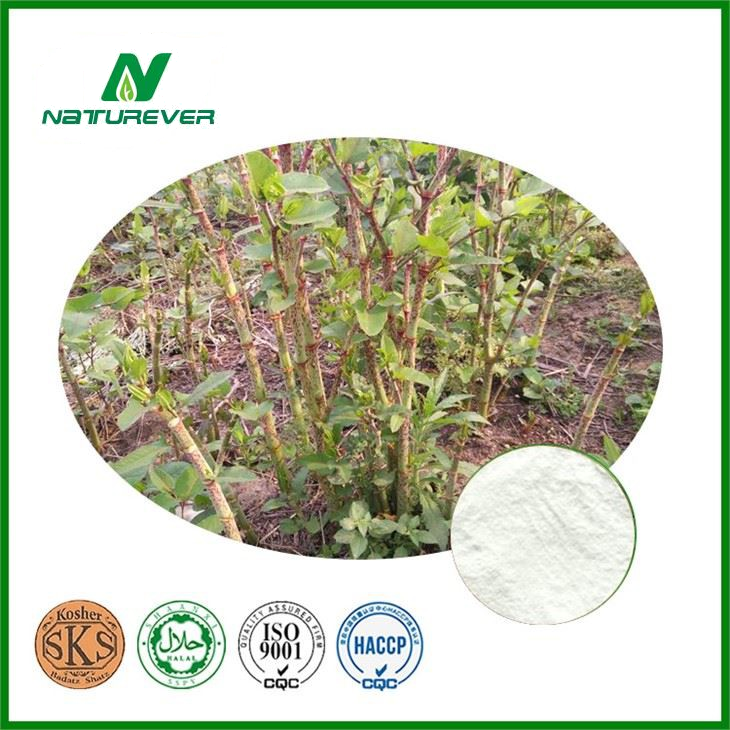 Polygonum Cuspidatum Extract