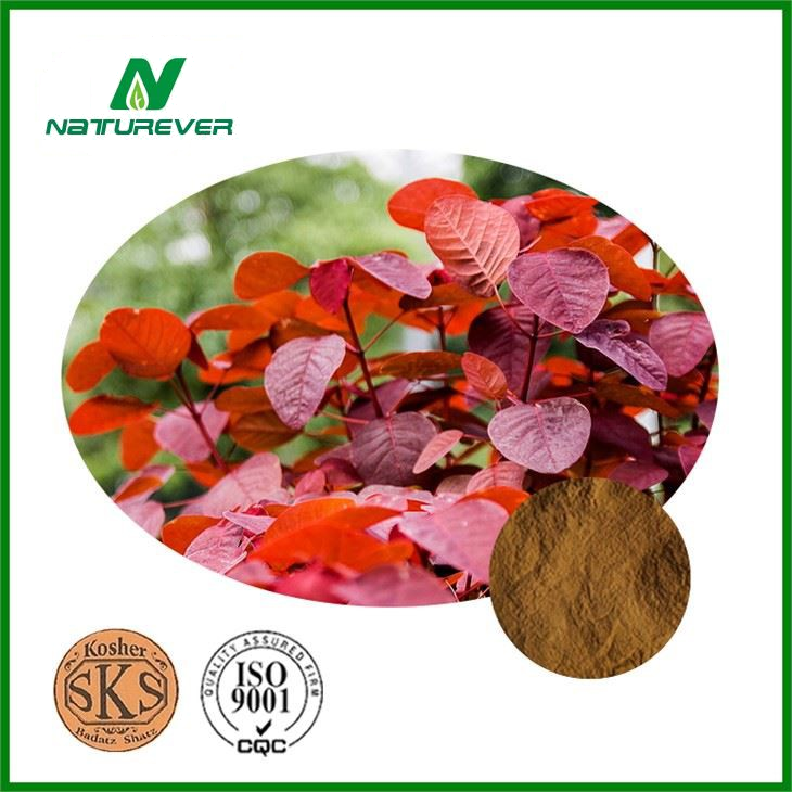 Cotinus Coggygria Extract