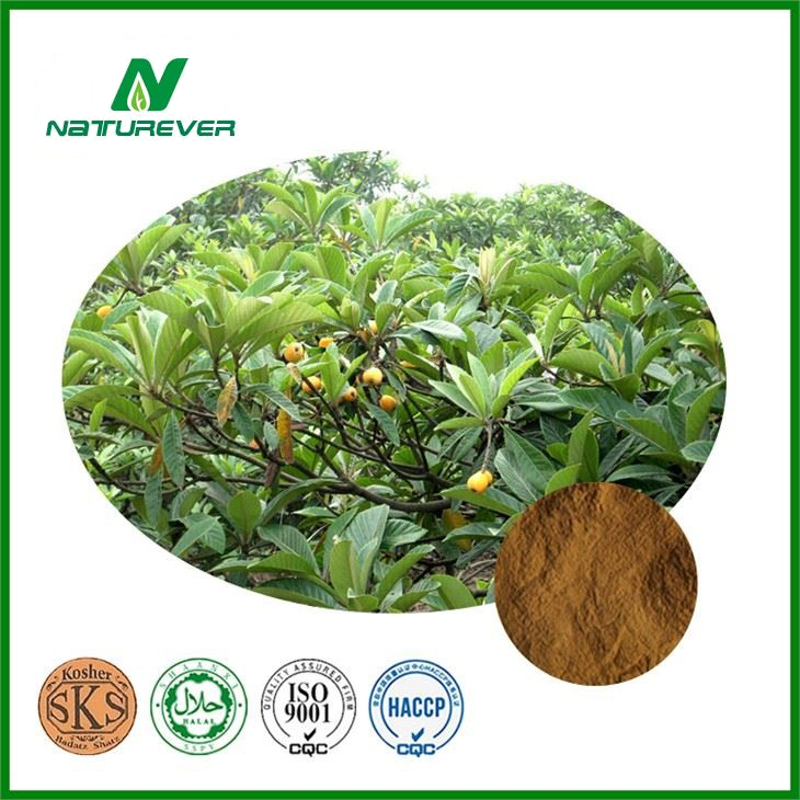 Loquat Leaf Extract