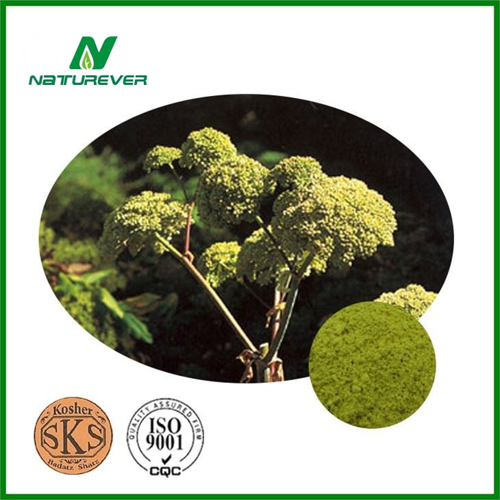 Angelica Archangelica Root Extract
