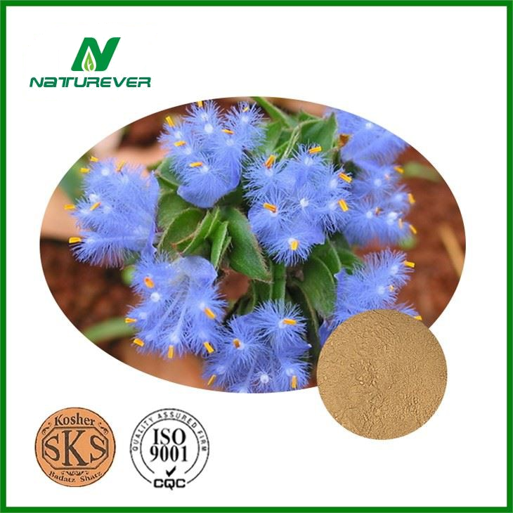 Cyanotis Arachnoidea Extract