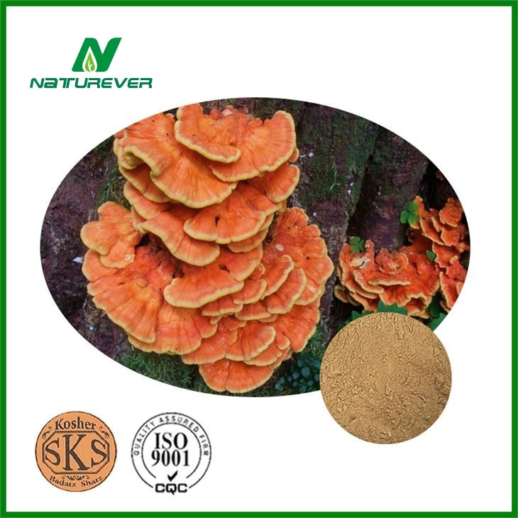 Phellinus Igniarius Extract