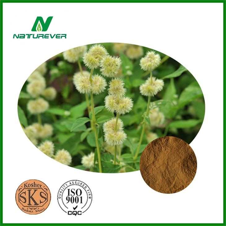 Cyathula Extract