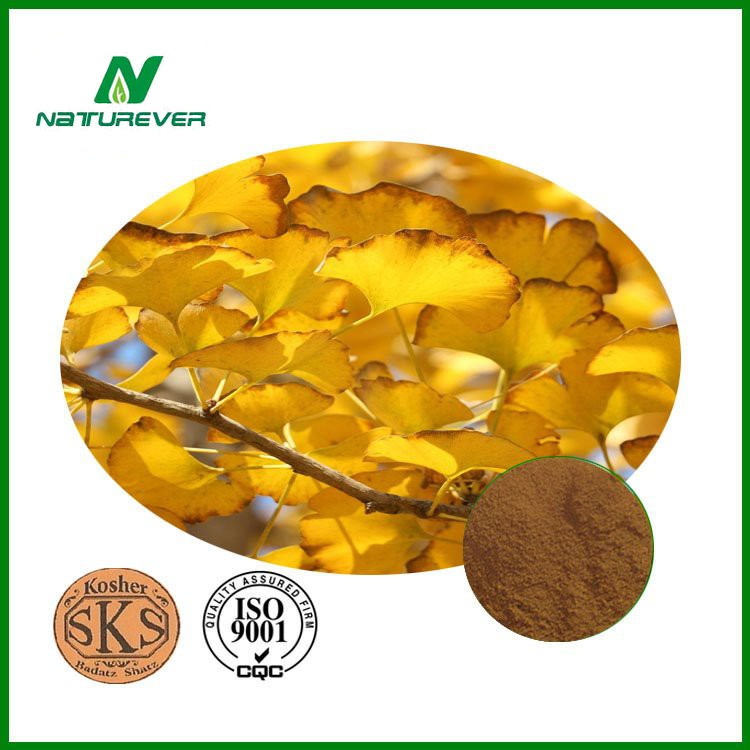 Ginkgo Biloba Extract Powder