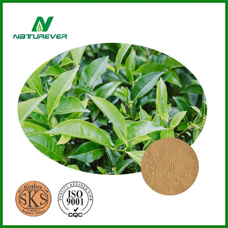 Oolong Tea Extract