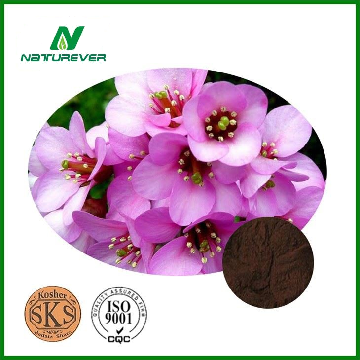 Bergenia Purpurascens Extract