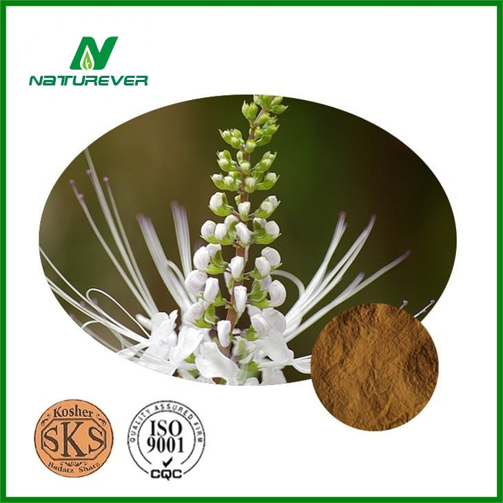 Orthosiphon Extract