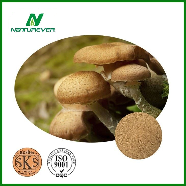 Armillaria Mellea Powder
