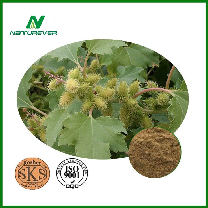 Siberian Cocklebur Extract