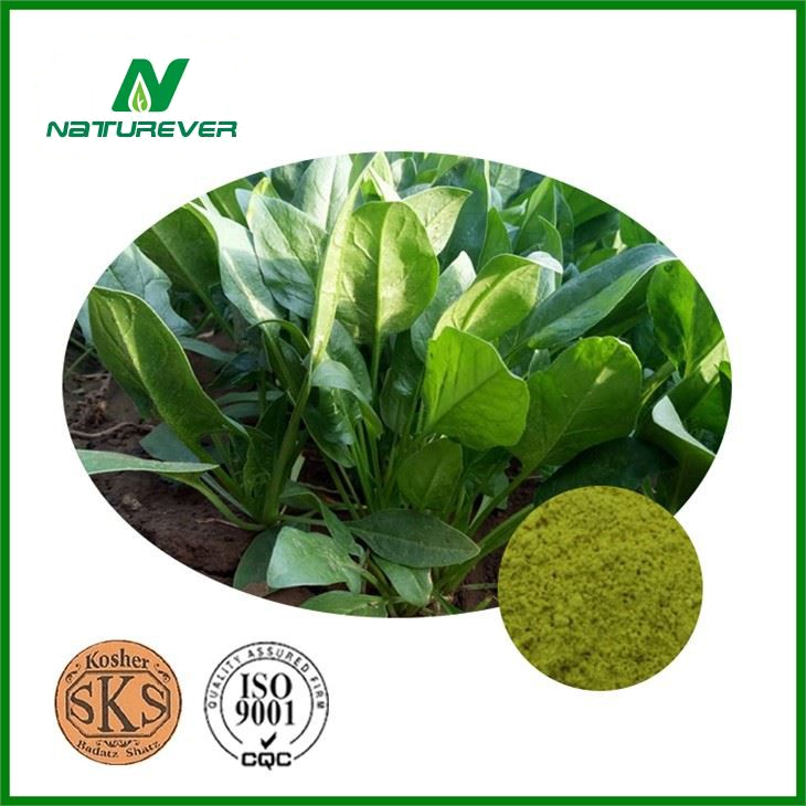 Spinach Extract Powder