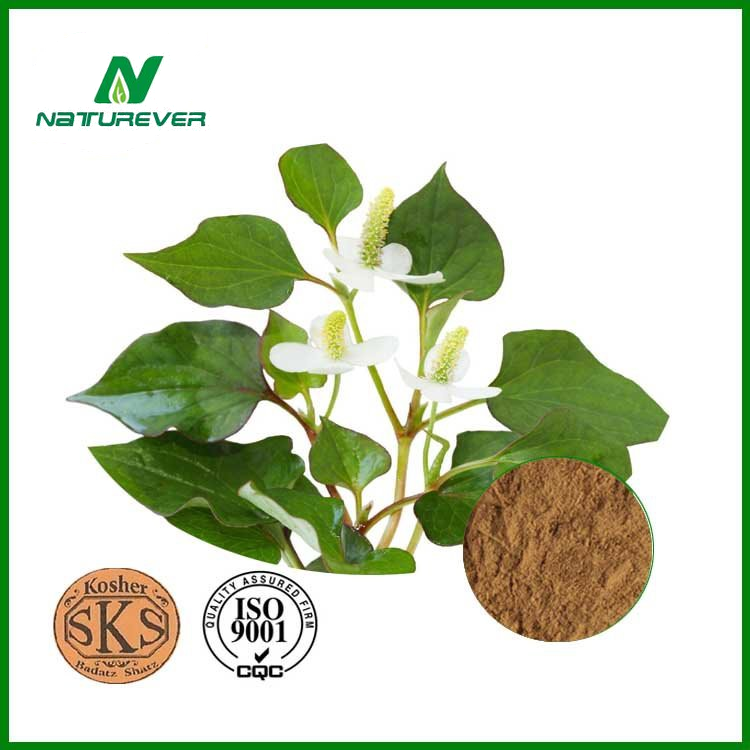 Herba Houttuyniae Extract