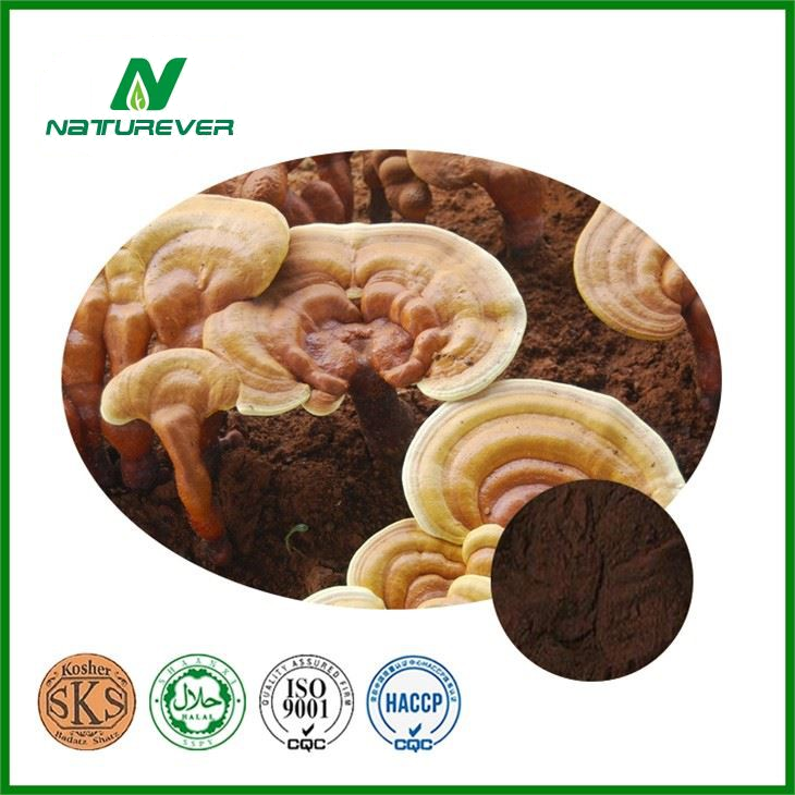 Reishi Extract Powder