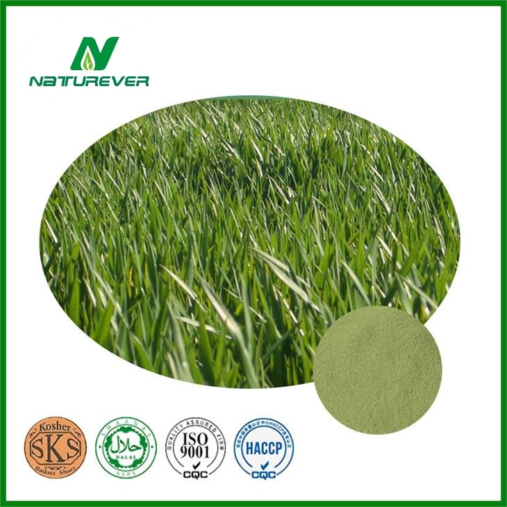 Barley Leaf Extract