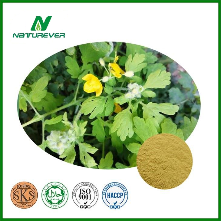 Coptis Chinensis Extract
