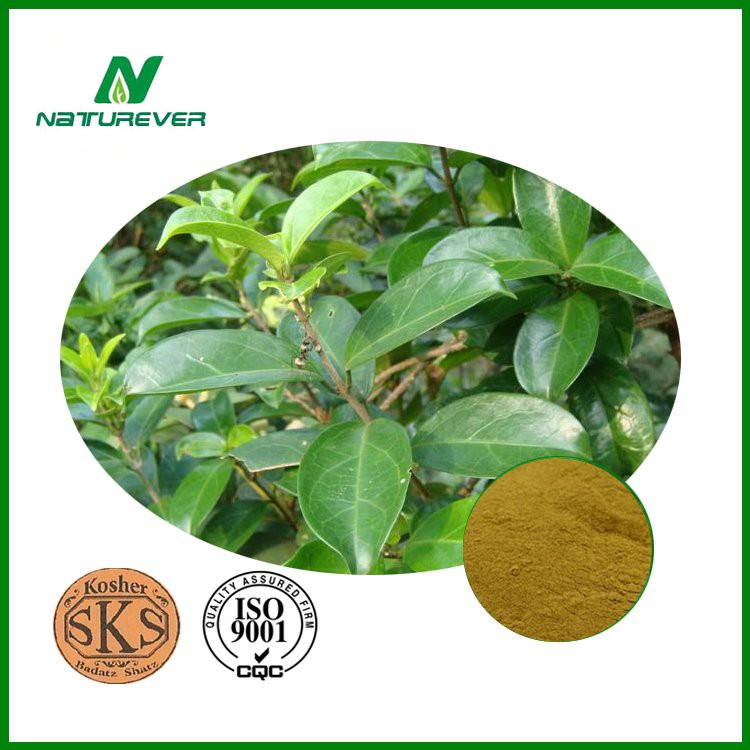 Gymnema Sylvestre Extract Powder