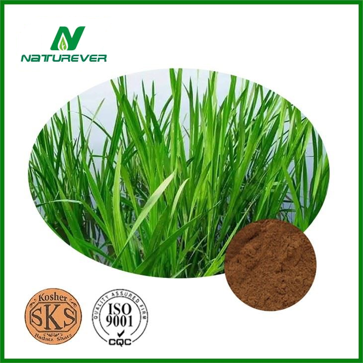 Acorus Calamus Extract