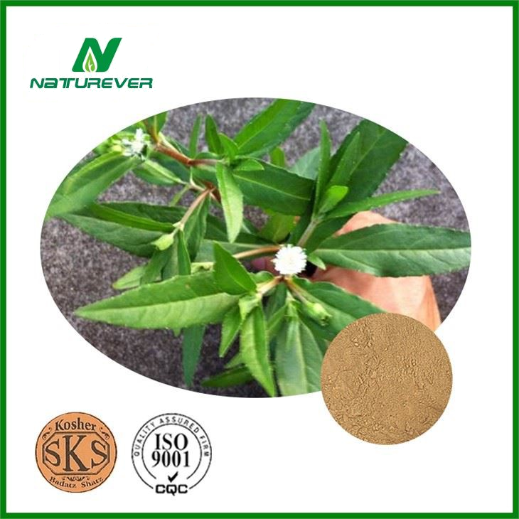 Eclipta Alba Extract
