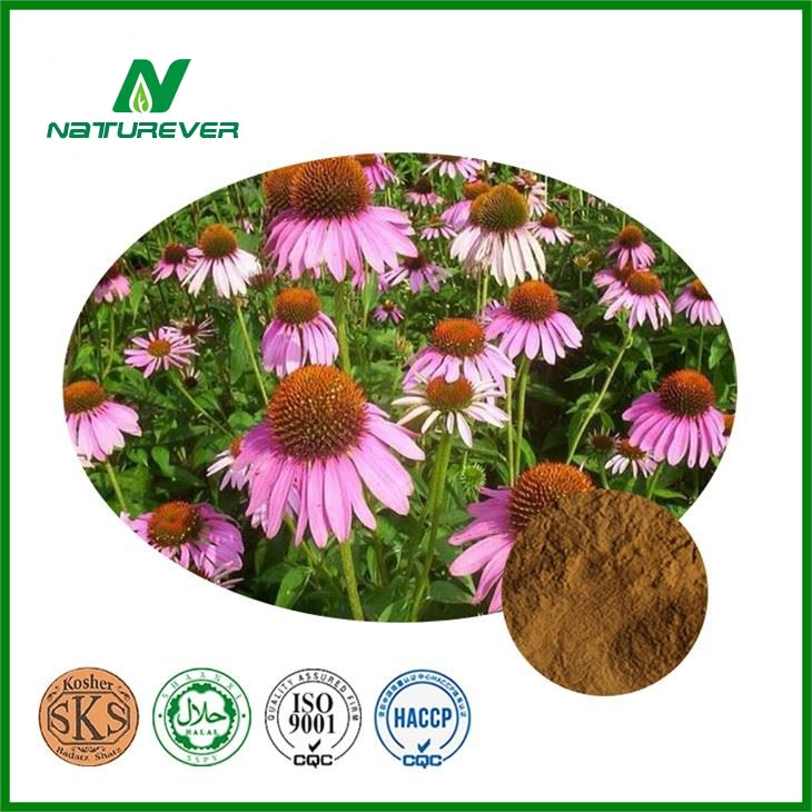 Echinacea Extract Powder