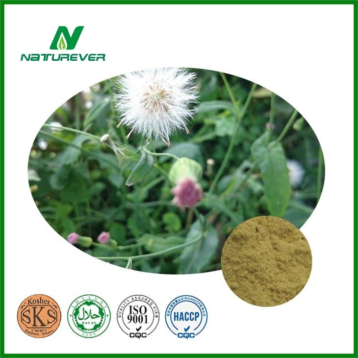 Rumicis Extract