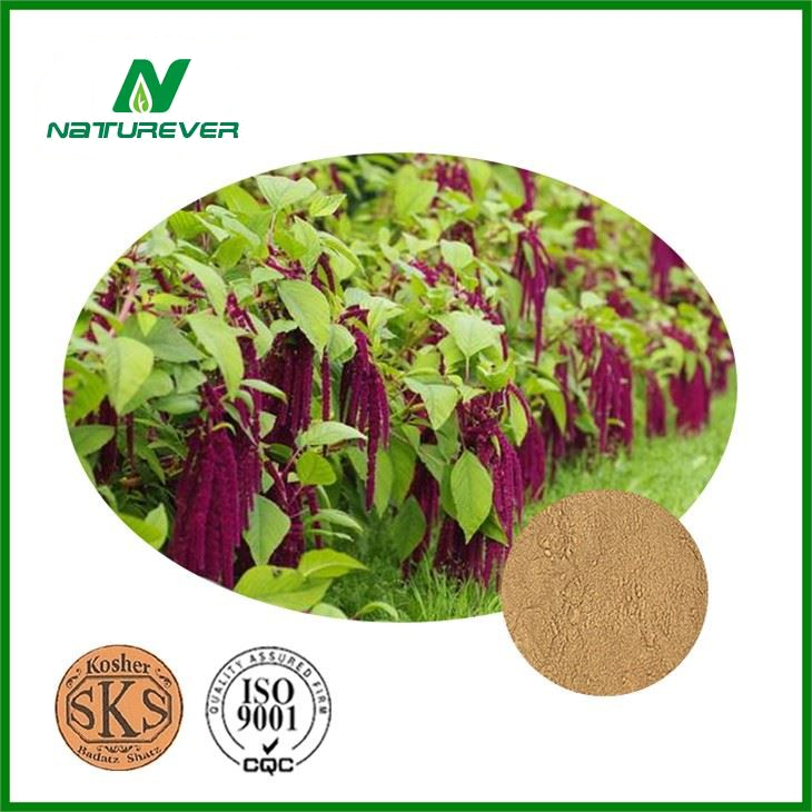 Amaranthus Caudatus Extract