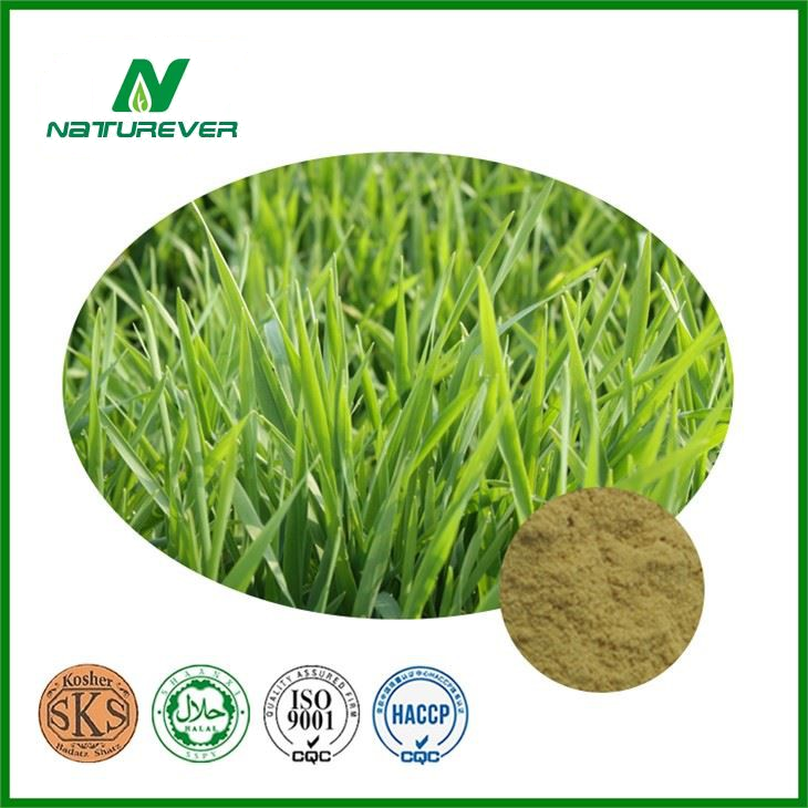 Oat Extract Powder