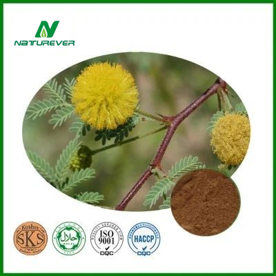 Catechins Powder