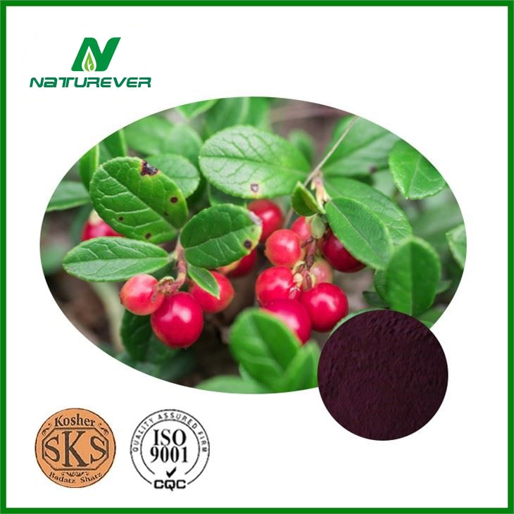 Bilberry Extract Supplement
