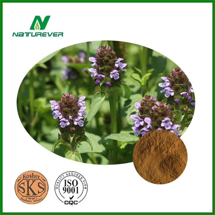 Prunella Vulgaris Extract