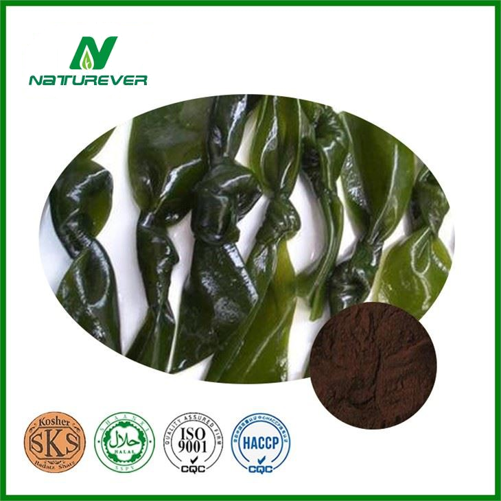 Kelp Extract Supplement