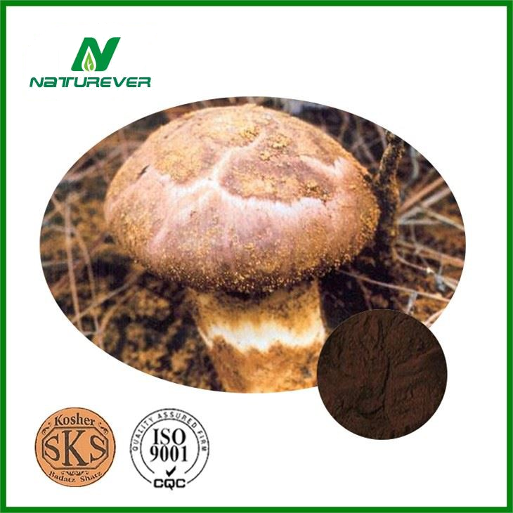 Matsutake Powder
