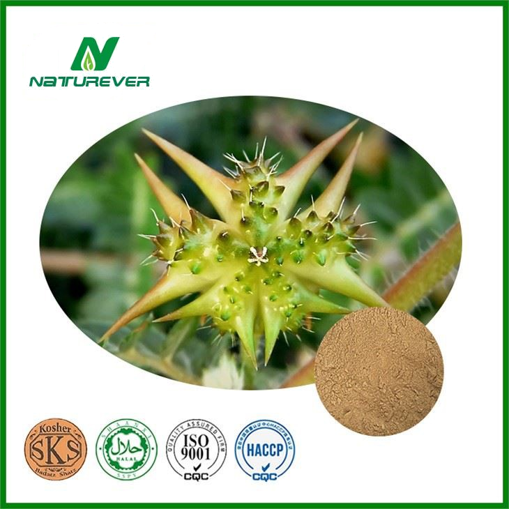 Tribulus Terrestris Extract Powder