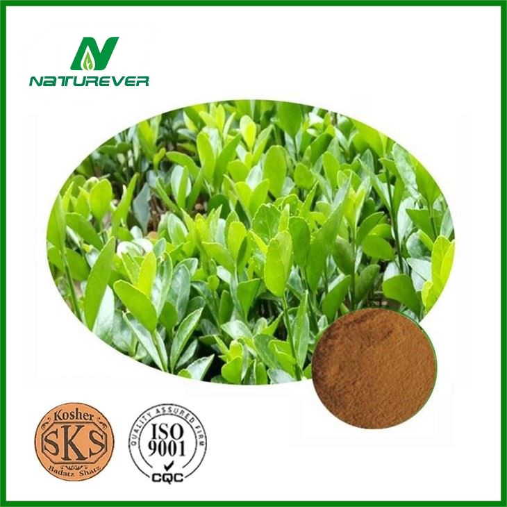 Holly Extract
