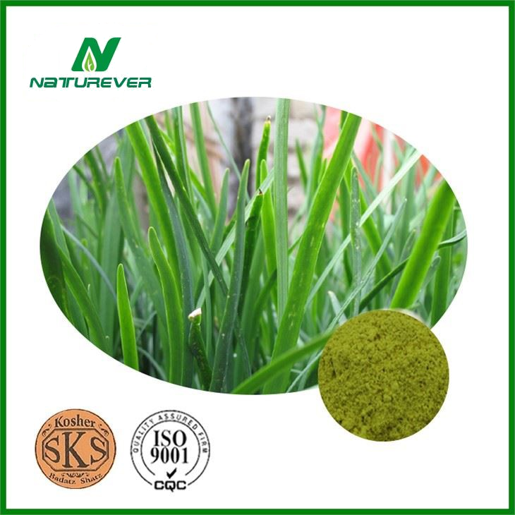 Chinese Leek Extract