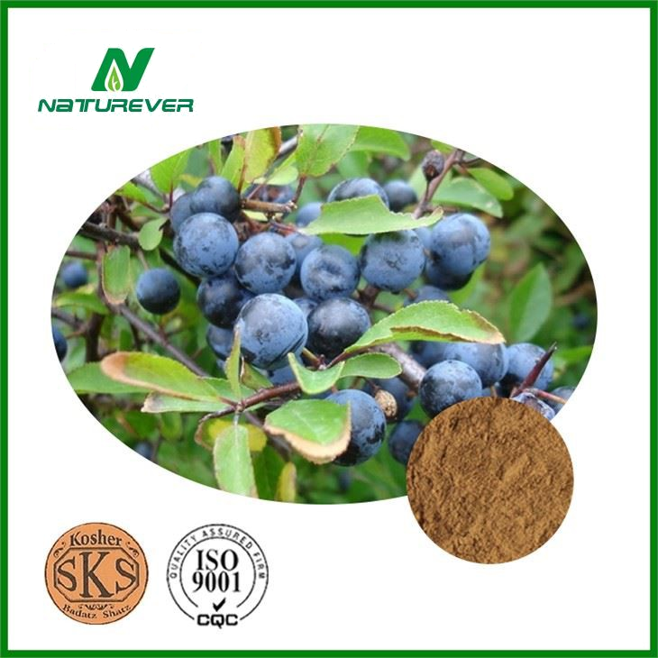 Blackthorn Extract