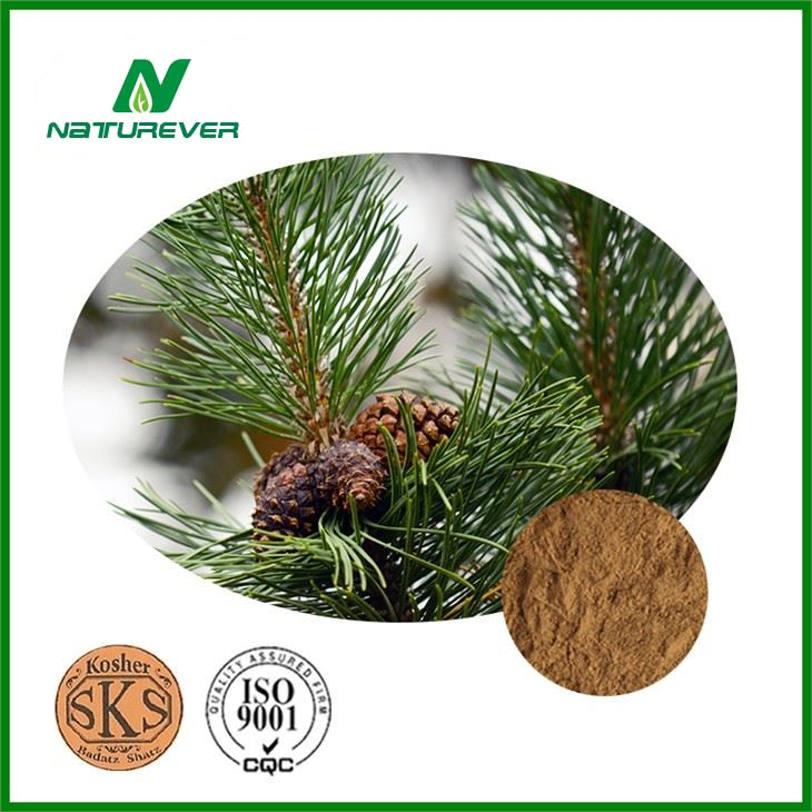 Pine Bark Extract Powder