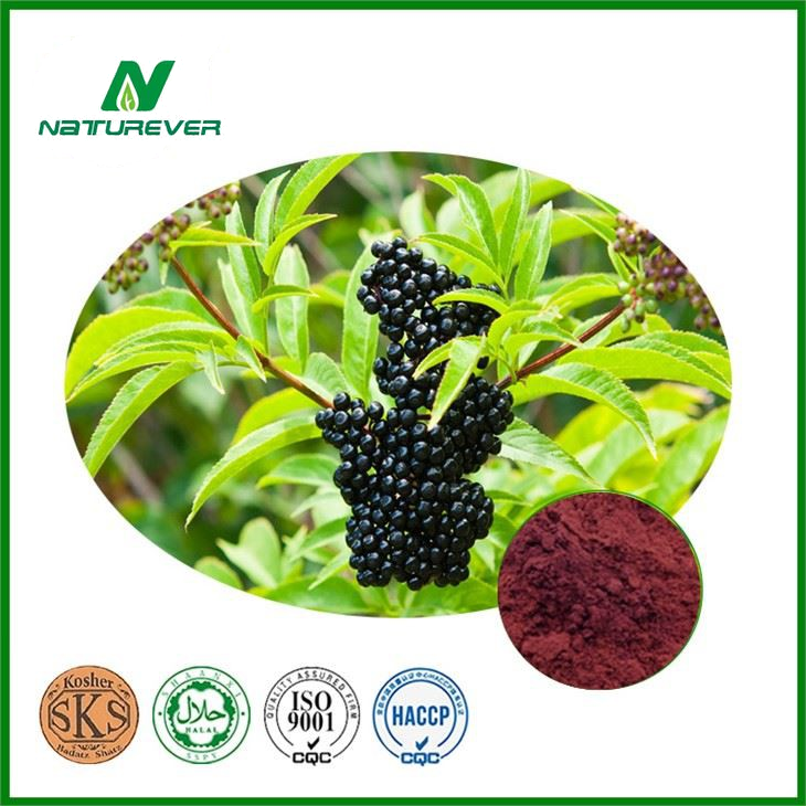 Black Elderberry Extract Powder