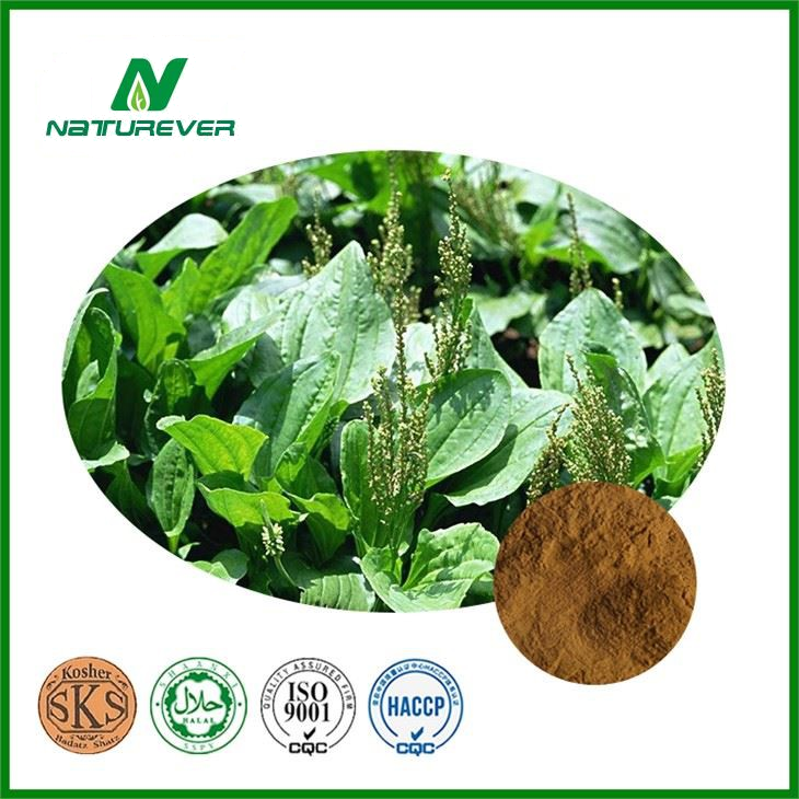 Semen Plantaginis Extract