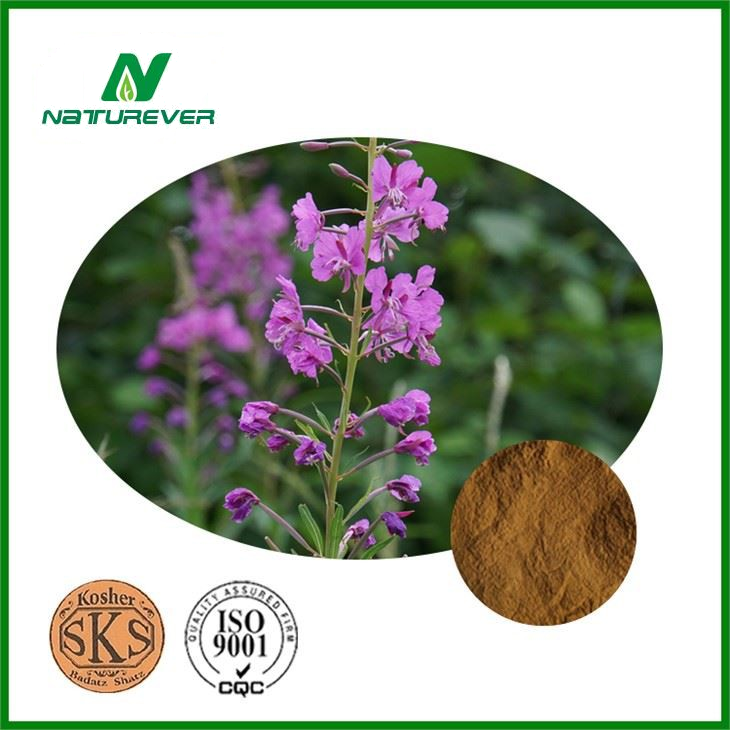 Epilobium Angustifolium Extract