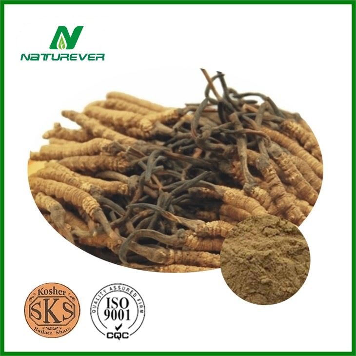 Cordyceps Mycelium Extract